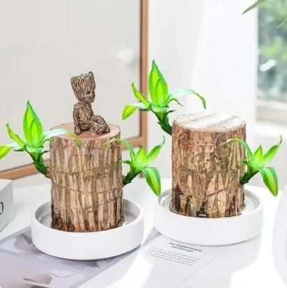 Brazilian wood plant Pack of 2 - UnboxExcellence